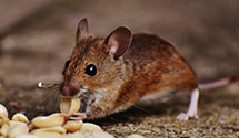 24 Hour & Emergency Exterminators in Plum City, WI
